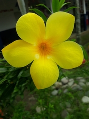 Allamanda schottii