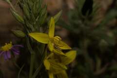 Cyanella lutea