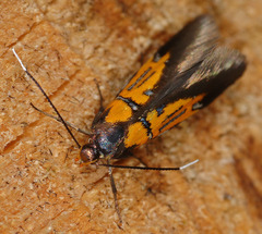 Schiffermuelleria schaefferella