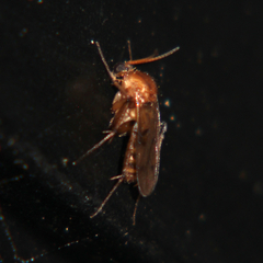 Anomalomyia guttata