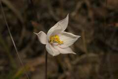 Cyanella alba