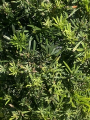 Podocarpus macrophyllus maki