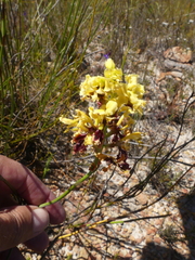 Tritoniopsis parviflora