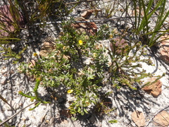 Aspalathus marginata