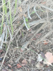 Podarcis siculus siculus