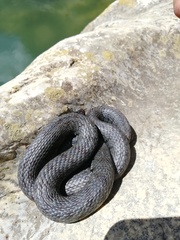Natrix helvetica sicula