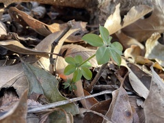 Galium triflorum