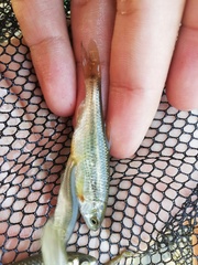 Sarmarutilus rubilio