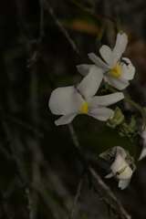 Nemesia leipoldtii
