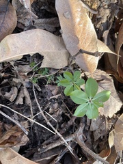 Galium triflorum