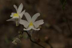 Nemesia leipoldtii