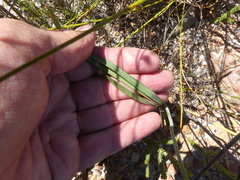 Tritoniopsis parviflora