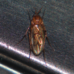 Anomalomyia guttata