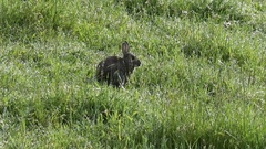 Oryctolagus cuniculus cuniculus