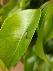 Lasioglossum loetum