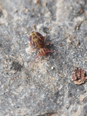 Dicyrtomina ornata