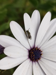 Lasioglossum viride