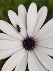 Lasioglossum viride