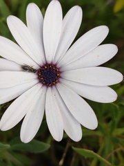 Lasioglossum viride