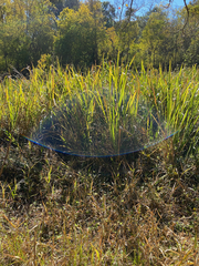 Zizaniopsis miliacea