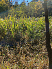 Zizaniopsis miliacea