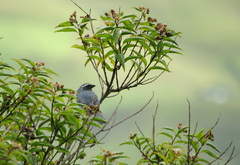 Pseudosaltator rufiventris