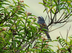 Pseudosaltator rufiventris