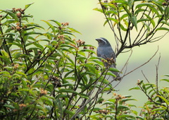 Pseudosaltator rufiventris