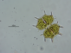 Xanthidium cristatum