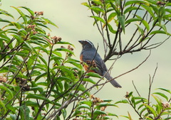 Pseudosaltator rufiventris