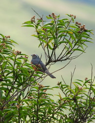Pseudosaltator rufiventris