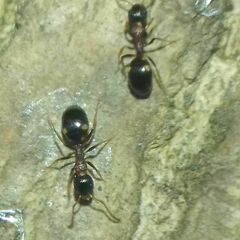 Dolichoderus quadripunctatus