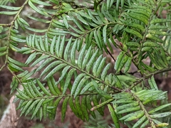Prumnopitys ferruginea