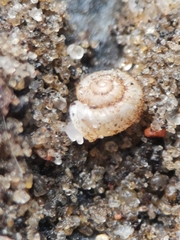 Vallonia costata