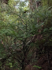 Prumnopitys ferruginea