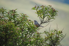 Pseudosaltator rufiventris