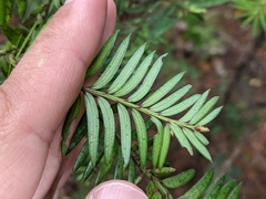 Prumnopitys ferruginea