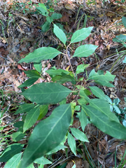 Ditrysinia fruticosa