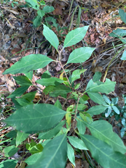 Ditrysinia fruticosa