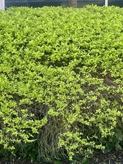Duranta erecta