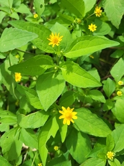 Melampodium divaricatum