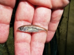 Sarmarutilus rubilio