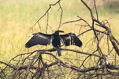 Anhinga melanogaster