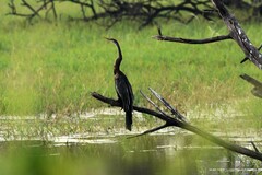 Anhinga melanogaster