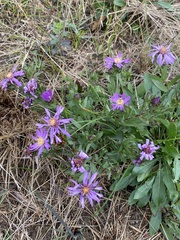 Symphyotrichum pratense
