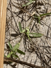 Stenotaphrum secundatum