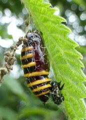 Abraxas grossulariata