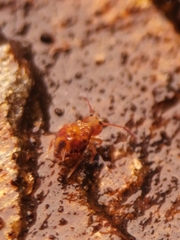 Dicyrtomina ornata
