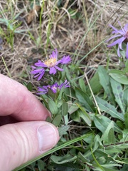 Symphyotrichum pratense