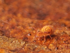 Dicyrtomina ornata